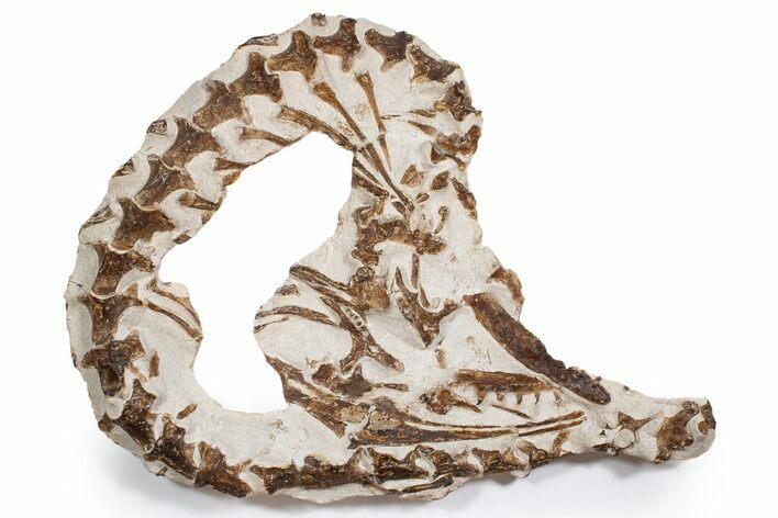 Fossil Partial Articulated Mosasaur Skeleton - Asfla, Morocco #346971